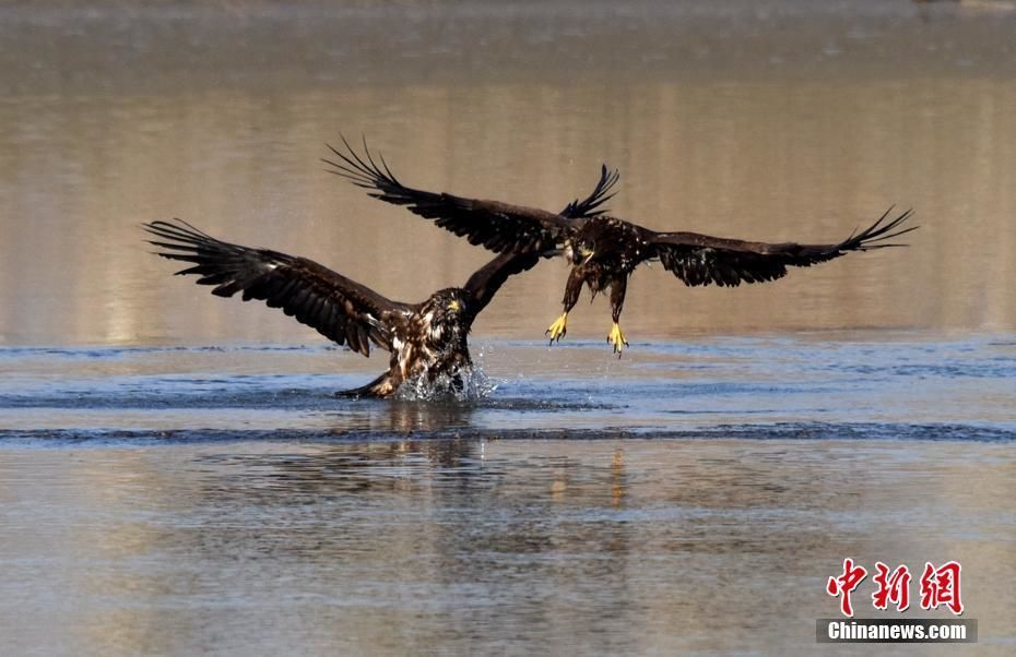 ??? ?????? ?????????? ???? ????? ??????