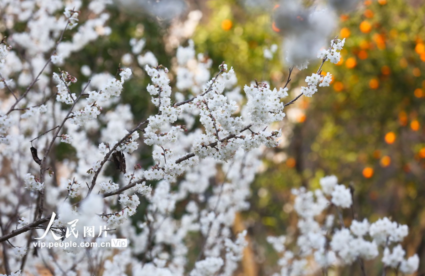 ??????: ????? ????? ???? ?????? ??????? ???????