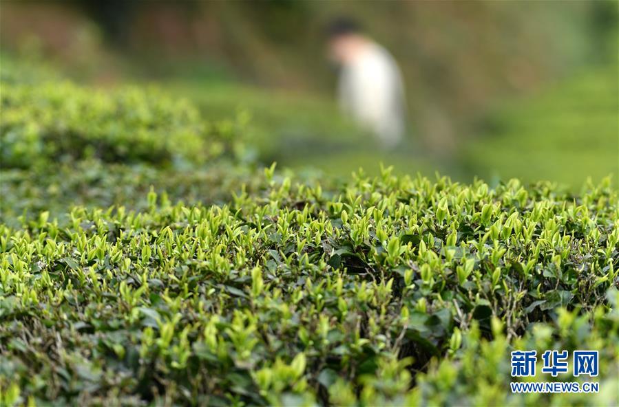 ???? ????? ???? ???? ???? ?????? ?????? ?????