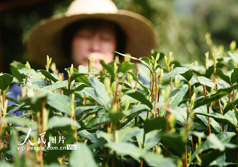 ??? ??? ????? ?????? ??????? 