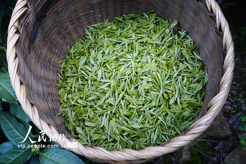 ??? ??? ????? ?????? ??????? 