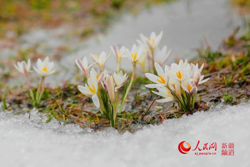 ???? ???? ?????? ?? ?????? ?? "????? ???????" ?????????