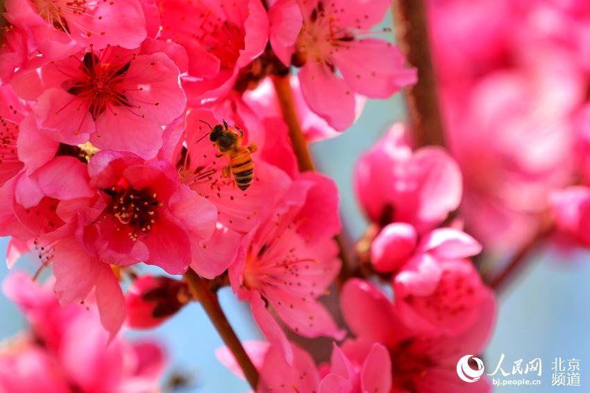 ???? ???? ?????? ??????? 