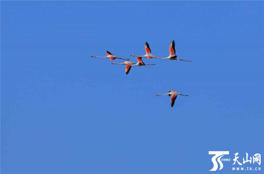 ???? ??? .. ???? ?????? 