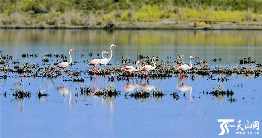 ???? ??? .. ???? ?????? 