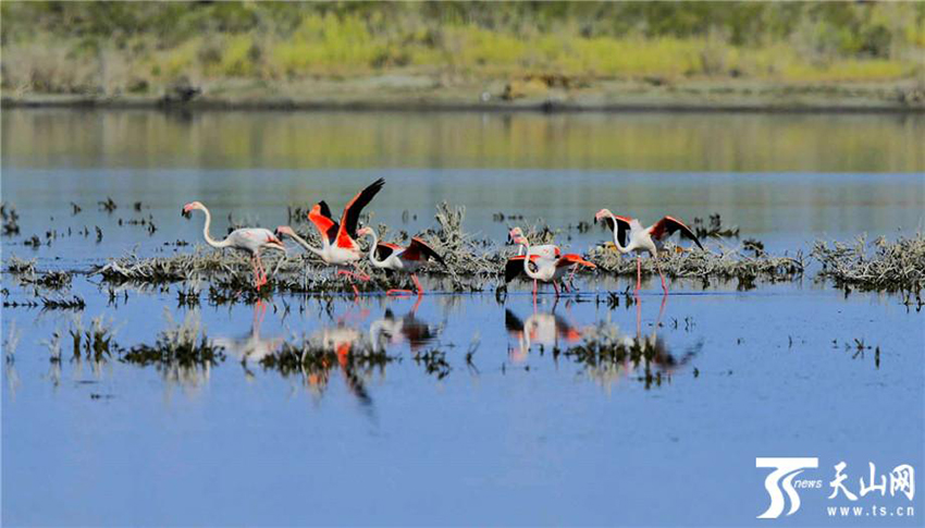 ???? ??? .. ???? ?????? 