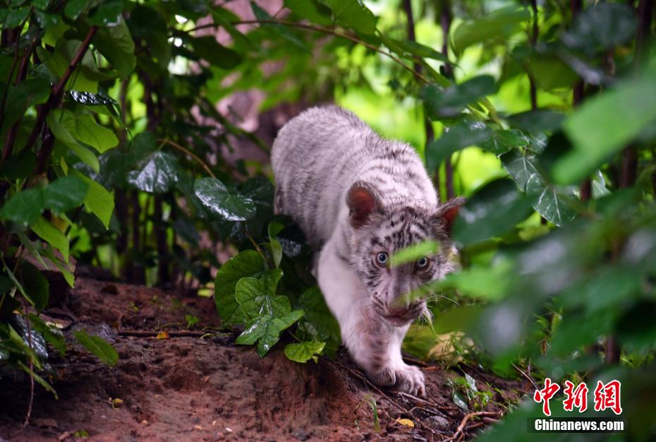 ??? ?????: ????? ??????? ??? 