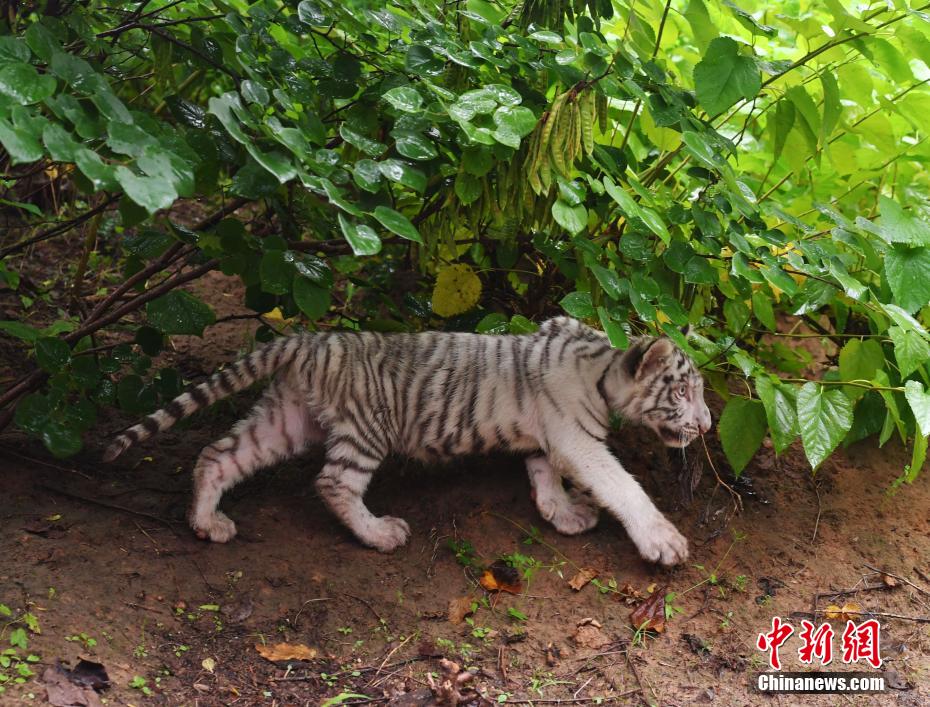 ??? ?????: ????? ??????? ??? 