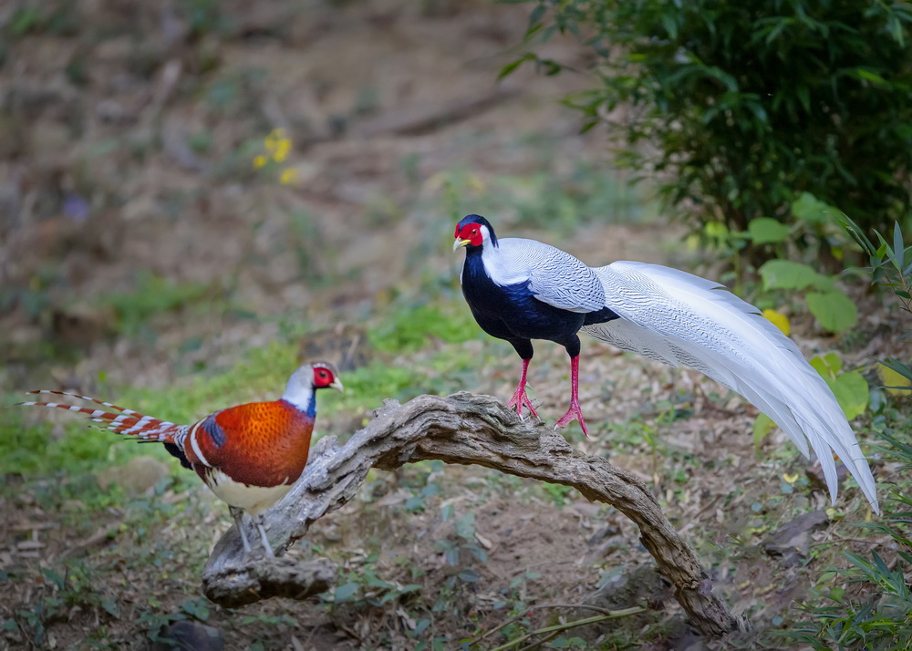 ???? ?? ????? ????? ... ???? ???? ?????? ??????? ????????