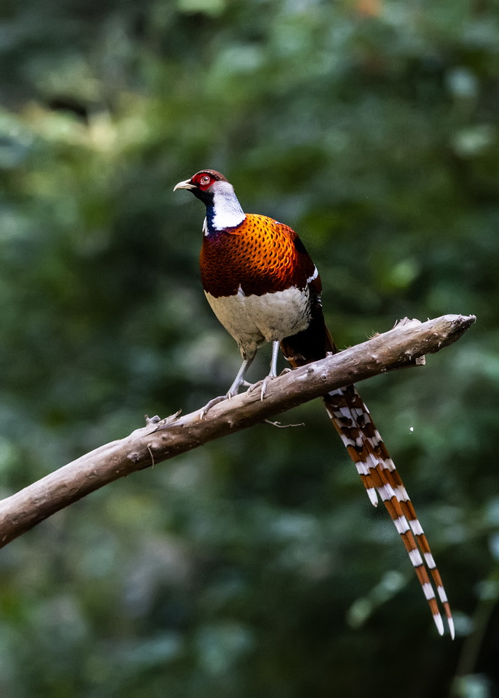 ???? ?? ????? ????? ... ???? ???? ?????? ??????? ????????