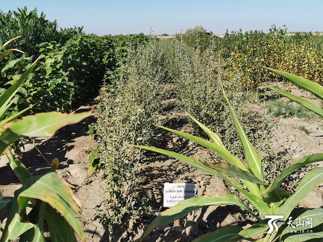 ????? ?????? ????? ????? ???? ??? ???? ??? ????