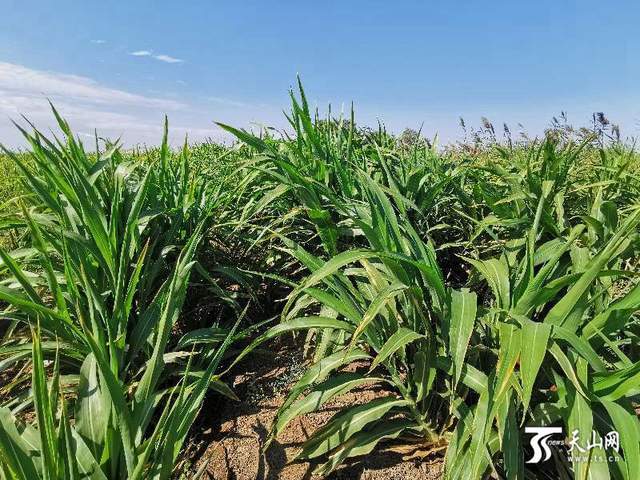 ????? ?????? ????? ????? ???? ??? ???? ??? ????