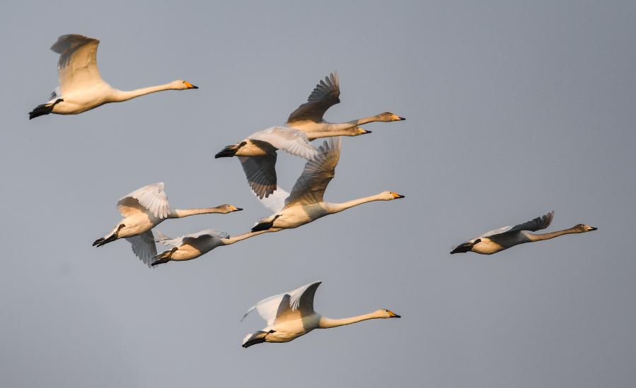 ?? ??? ??? ??????? ????? ????? ??? ?????? ?????? ?????? ????