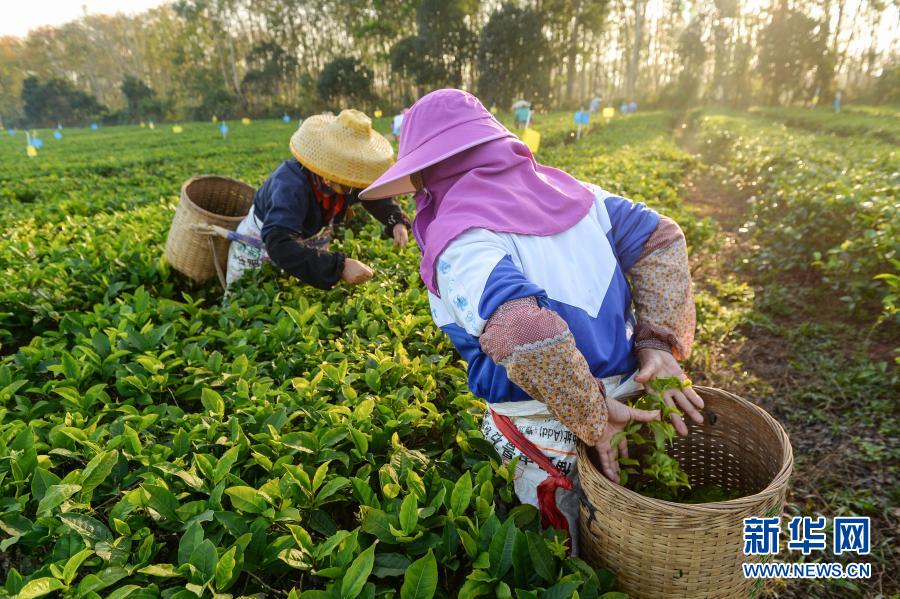 ???? ??????: ????????? ??????? ?? ??? ????? ?? ????? ??????