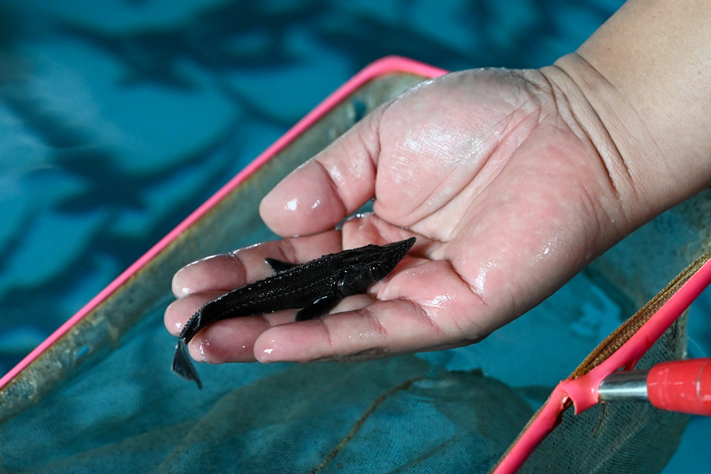 ???????? ????????: ????? ????? ???????? ??????? ???????