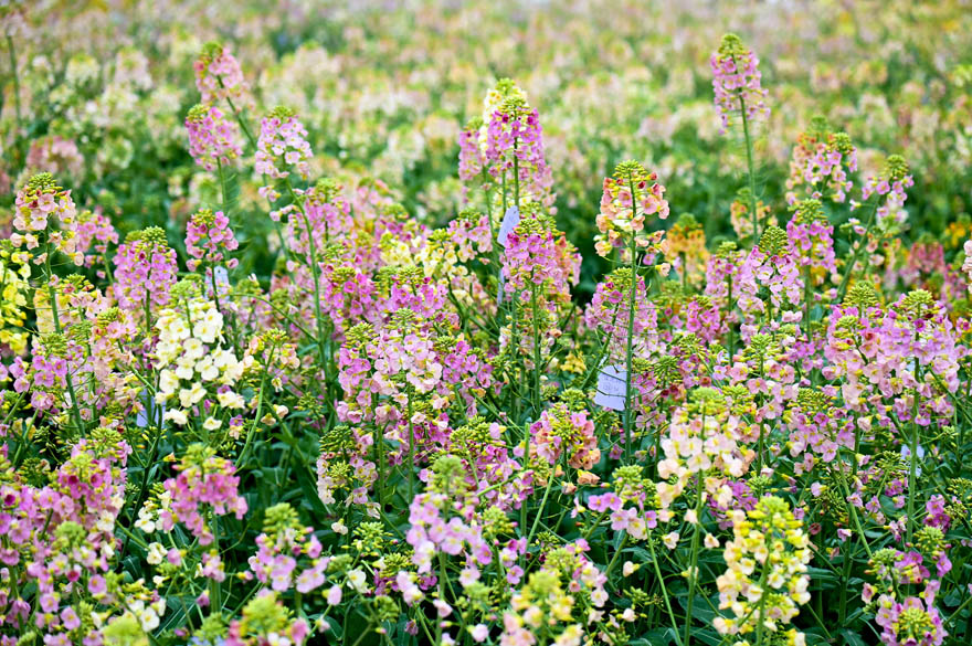 ???? ?? ????? ?? ??????? ???? ?? ????? 38 ????? ?? ????? ????????