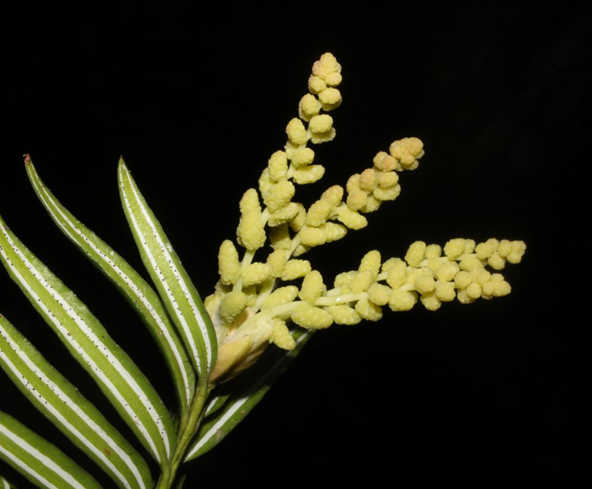 ??????????: ?????? ???? 