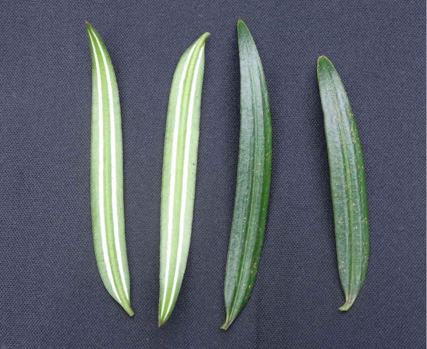 ??????????: ?????? ???? 