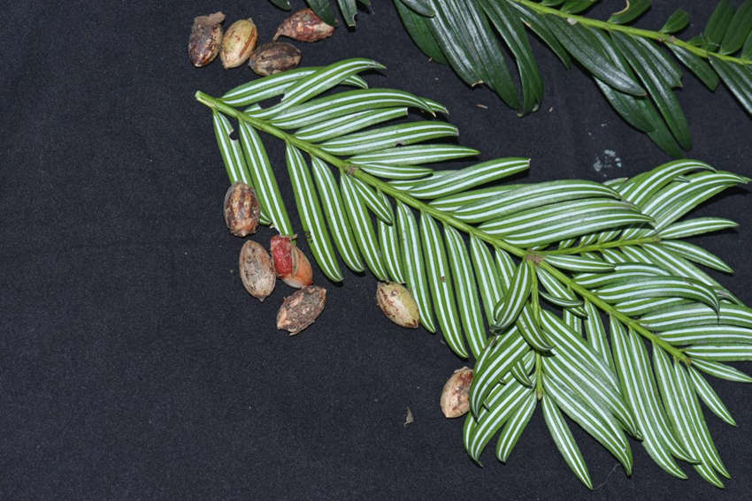 ??????????: ?????? ???? 