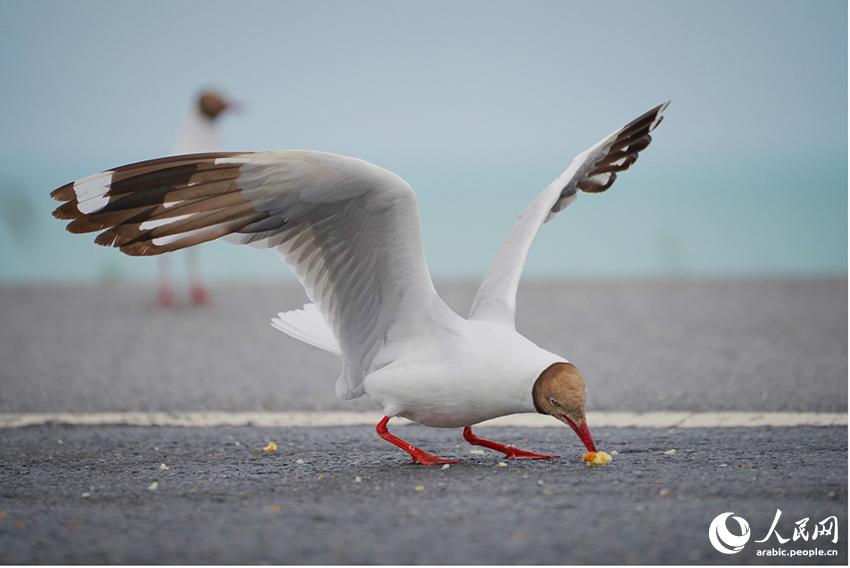 ???: ??????? ??????? ?????? ????????