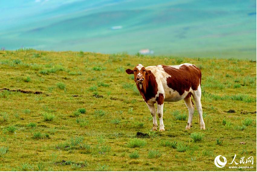 ???: ??????? ??????? ?????? ????????