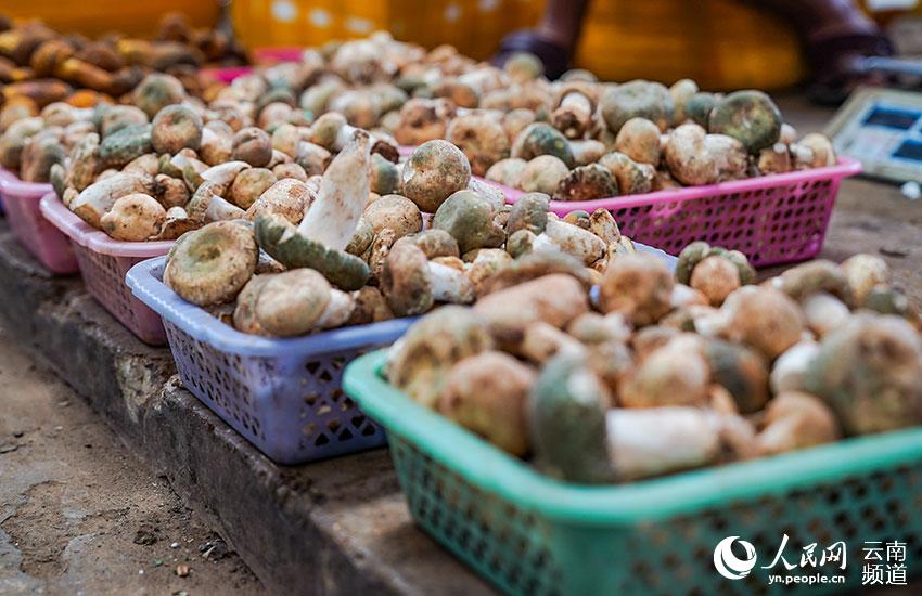 ???? ???? ????? ?? ?????? ??????