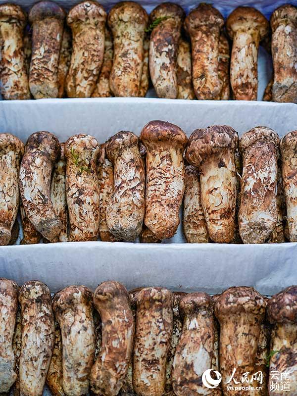 ???? ???? ????? ?? ?????? ??????