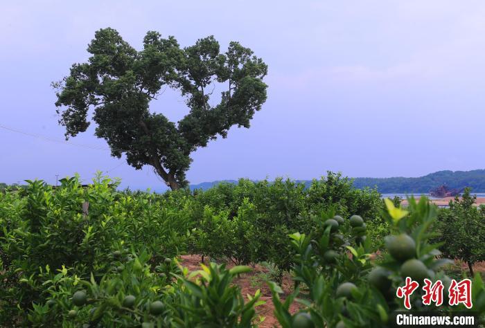 ???? ??????? ???? ?????