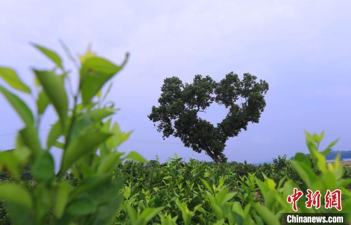 ???? ??????? ???? ?????