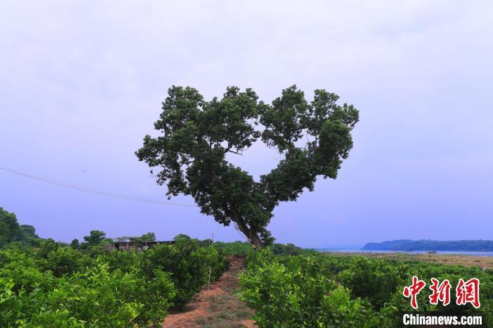 ???? ??????? ???? ?????