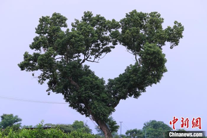 ???? ??????? ???? ?????