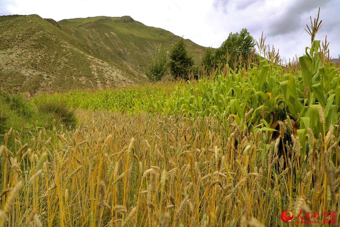 ???? ?????? ?? ???? ????? ? ????? ???? .. ???? ???? ?????? ??? ???? ????????