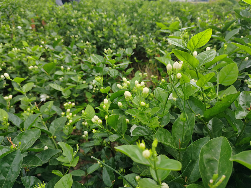 ????? ??????: ???? ???????? ?????? ???? ??? ????? ???? ??????