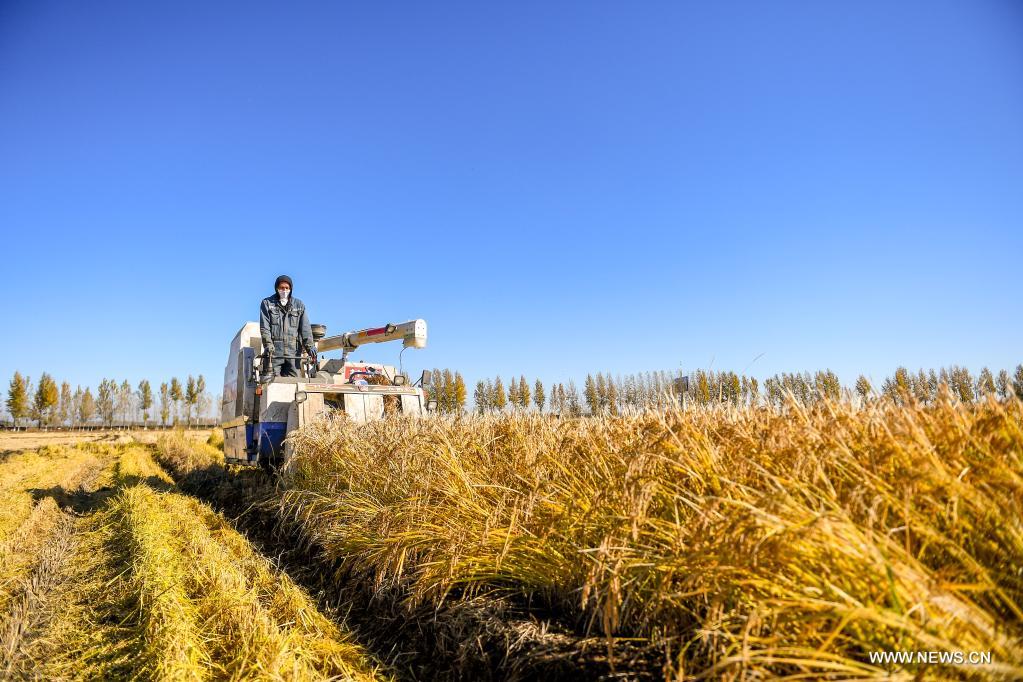 ???? ????? ?? ?????? ????? ???????