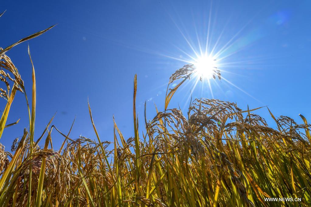 ???? ????? ?? ?????? ????? ???????