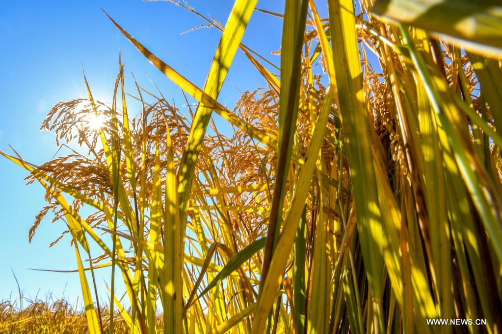 ???? ????? ?? ?????? ????? ???????