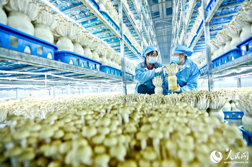 ??????? ?????: ??? ???? ???? ????? ?????