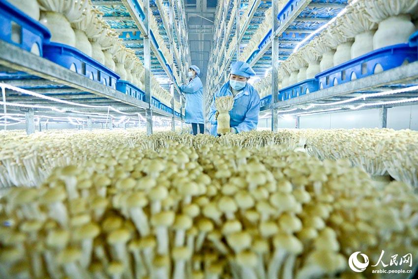 ??????? ?????: ??? ???? ???? ????? ?????