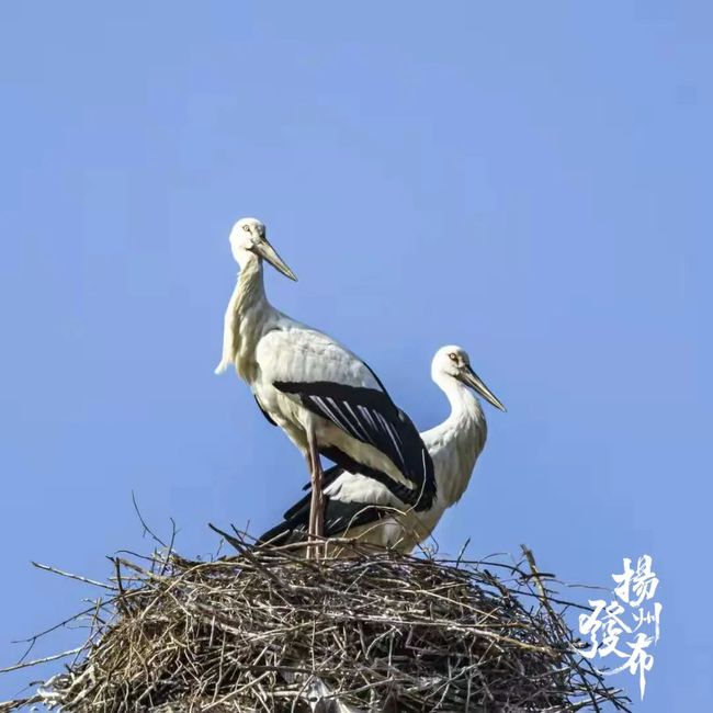 ???? ?? ??????? ?????? ???? ?????? ?????? ??? ?????? ?????? 40 ????