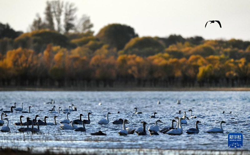 ??????? ?????? ?????? ???? 