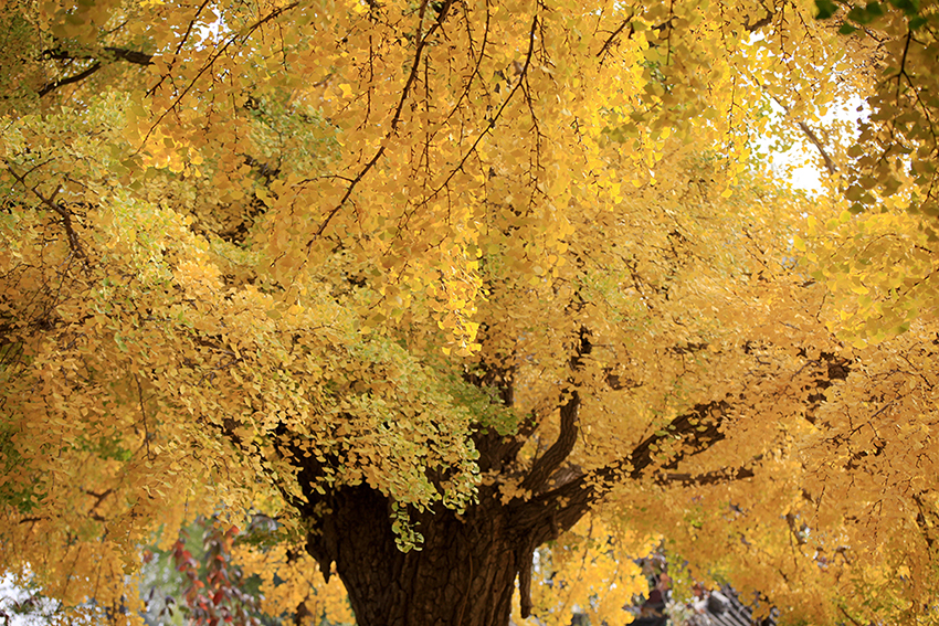 ????: ????? ?????? ??? 600 ??? ?? ???? ???? ??????? ?????? ?????? ?? ??????