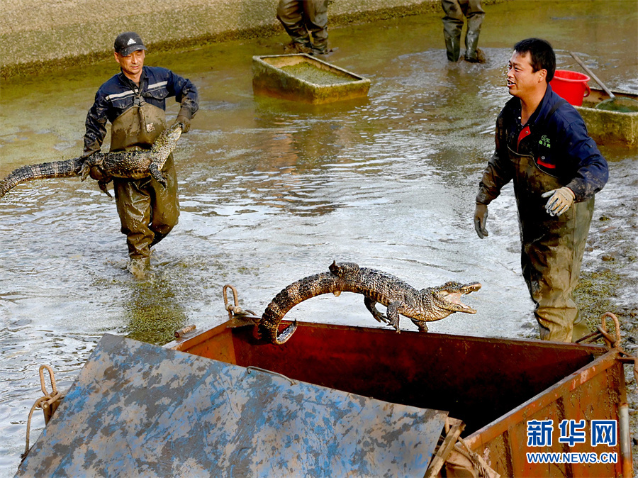 ?????? ????? ????? ???? ???? ??????