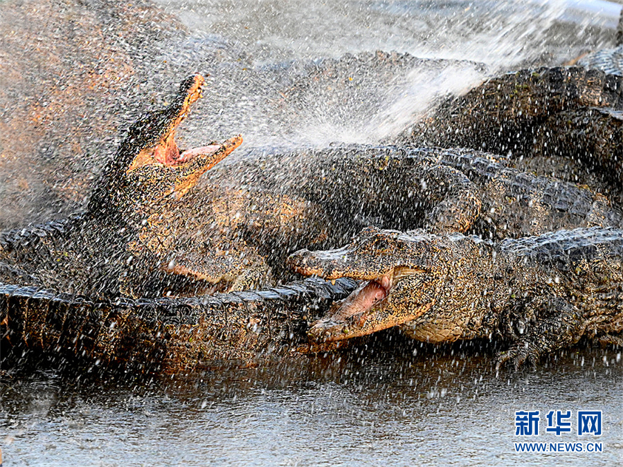 ?????? ????? ????? ???? ???? ??????