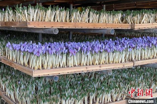 ???? ????? ??????? ???????: ????? ????? ???????? ?? ?????