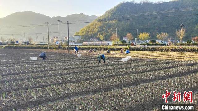 ???? ????? ??????? ???????: ????? ????? ???????? ?? ?????