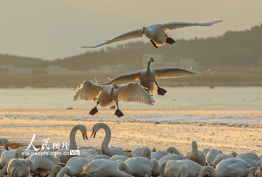 ?????????? ???????: ????? ????? ????? ??????