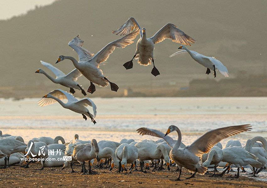 ?????????? ???????: ????? ????? ????? ??????