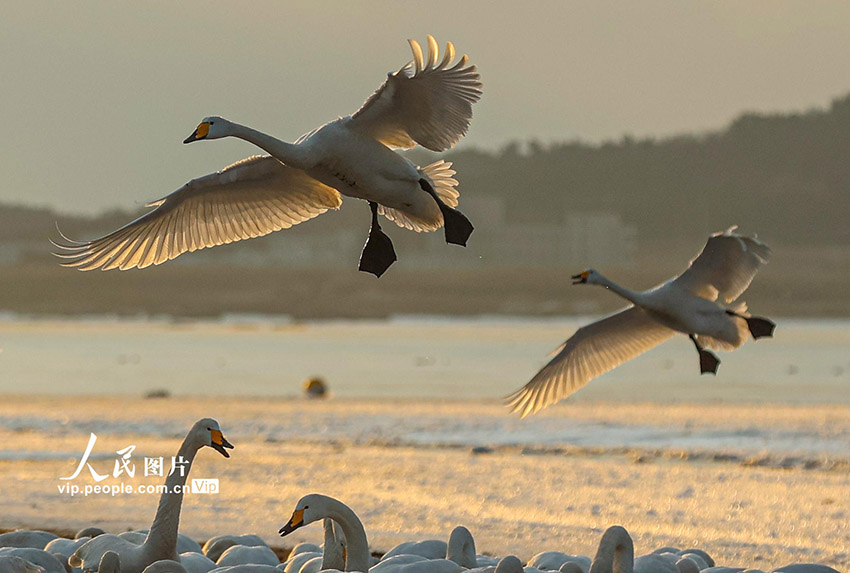 ?????????? ???????: ????? ????? ????? ??????