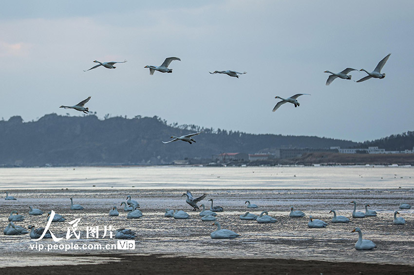 ?????????? ???????: ????? ????? ????? ??????