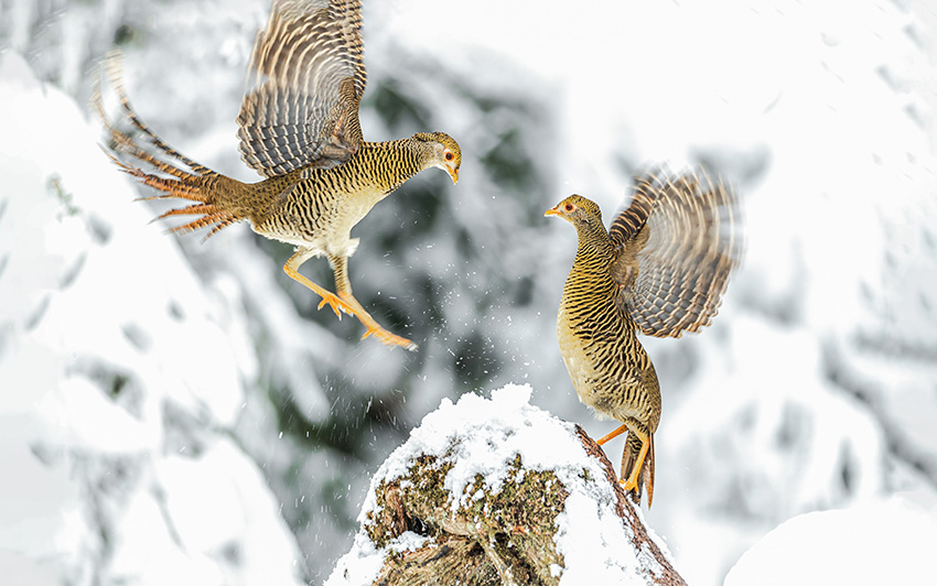 ??????????: ?????? ?????? ???? ????? ?????? ?????? ???????